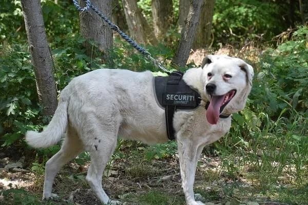 Szent Ferenc Állatotthon Alapítvány, pöttyös female Labrador Retriever for adoption at Szent Ferenc Állatotthon — photo 2 of 5