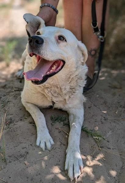 Szent Ferenc Állatotthon Alapítvány, pöttyös female Labrador Retriever for adoption at Szent Ferenc Állatotthon — photo 3 of 5