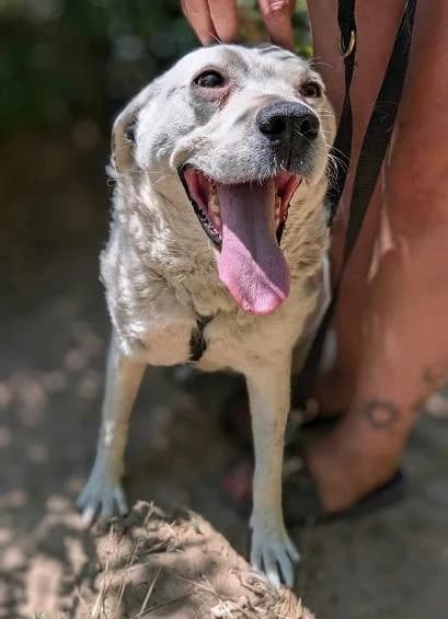 Szent Ferenc Állatotthon Alapítvány, pöttyös female Labrador Retriever for adoption at Szent Ferenc Állatotthon — photo 4 of 5