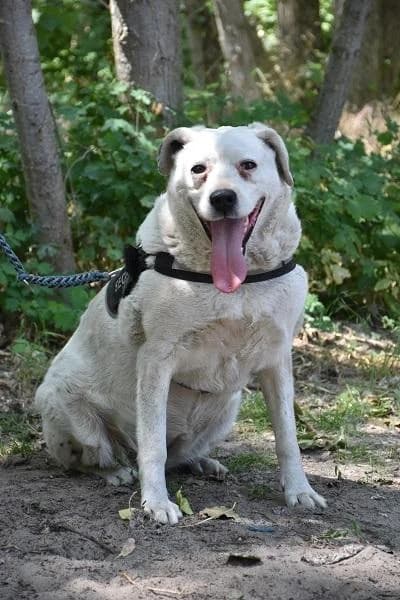 Szent Ferenc Állatotthon Alapítvány, pöttyös female Labrador Retriever for adoption at Szent Ferenc Állatotthon — photo 5 of 5