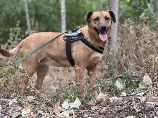 Felsőpakonyi Bobi, vörös female senior mixed breed for adoption at Szent Ferenc Állatotthon