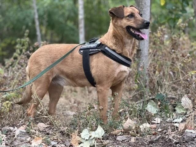 Szent Ferenc Állatotthon Alapítvány, vörös female mixed breed for adoption at Szent Ferenc Állatotthon — photo 2 of 5