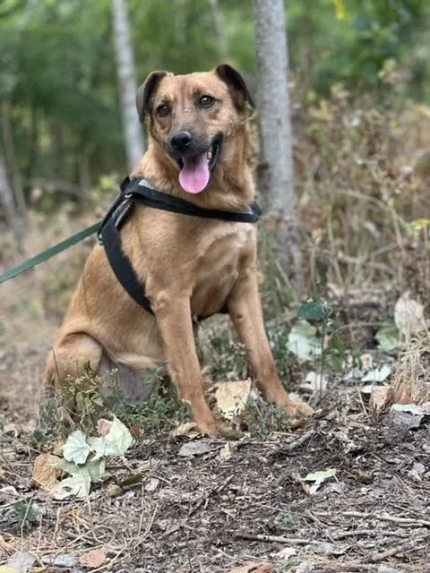 Szent Ferenc Állatotthon Alapítvány, vörös female mixed breed for adoption at Szent Ferenc Állatotthon — photo 3 of 5