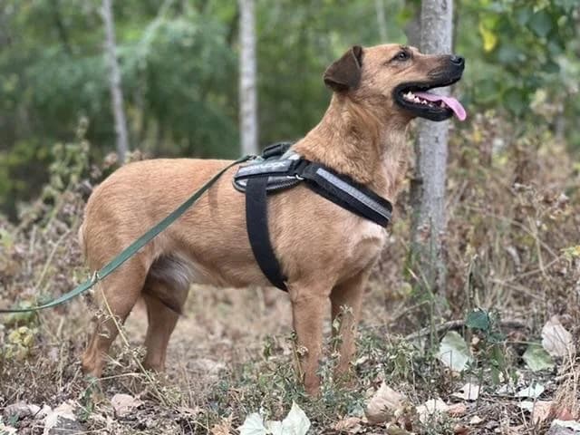 Szent Ferenc Állatotthon Alapítvány, vörös female mixed breed for adoption at Szent Ferenc Állatotthon — photo 4 of 5