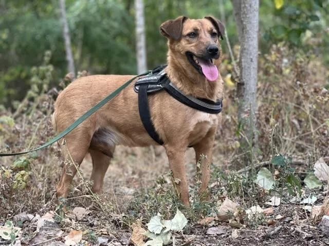 Szent Ferenc Állatotthon Alapítvány, vörös female mixed breed for adoption at Szent Ferenc Állatotthon — photo 5 of 5