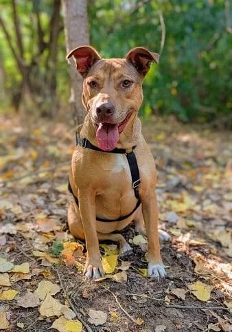 Tiszalúci Karamella, zsemle female 4yo Staffordshire Bull Terrier for adoption at Szent Ferenc Állatotthon