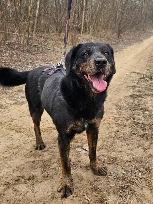 Gyöngyösi Sheeba, fekete-cser female senior mixed breed for adoption at Szent Ferenc Állatotthon