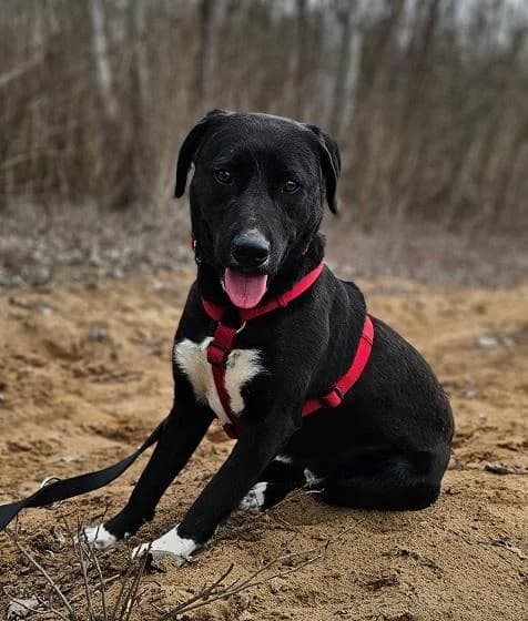 Egyeki Zoff, fekete male 3yo mixed breed for adoption at Szent Ferenc Állatotthon