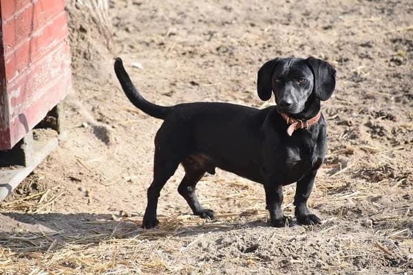Szent Ferenc Állatotthon Alapítvány, fekete male Vizsla for adoption at Szent Ferenc Állatotthon