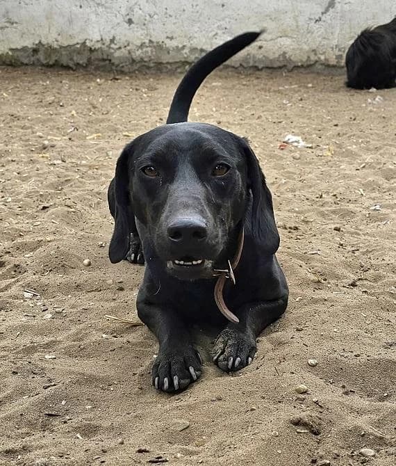 Szent Ferenc Állatotthon Alapítvány, fekete male Vizsla for adoption at Szent Ferenc Állatotthon — photo 2 of 5