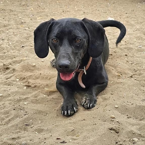 Szent Ferenc Állatotthon Alapítvány, fekete male Vizsla for adoption at Szent Ferenc Állatotthon — photo 3 of 5