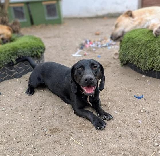 Szent Ferenc Állatotthon Alapítvány, fekete male Vizsla for adoption at Szent Ferenc Állatotthon — photo 4 of 5
