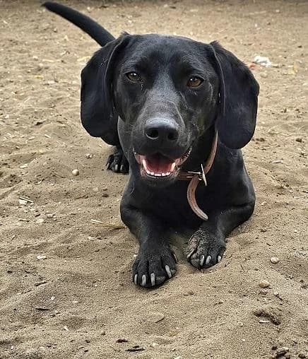 Szent Ferenc Állatotthon Alapítvány, fekete male Vizsla for adoption at Szent Ferenc Állatotthon — photo 5 of 5