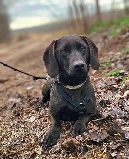 Hódmezővásárhelyi Matt, barna male 3yo Vizsla for adoption at Szent Ferenc Állatotthon