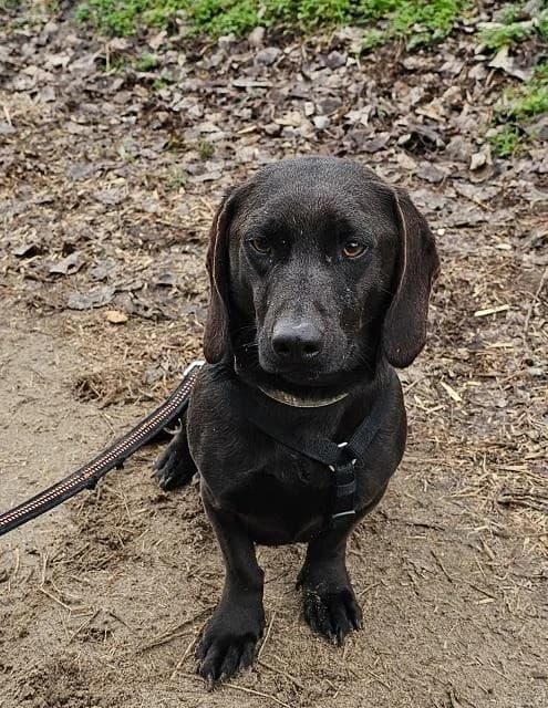 Szent Ferenc Állatotthon Alapítvány, barna male Vizsla for adoption at Szent Ferenc Állatotthon — photo 2 of 5