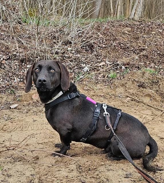Szent Ferenc Állatotthon Alapítvány, barna male Vizsla for adoption at Szent Ferenc Állatotthon — photo 3 of 5