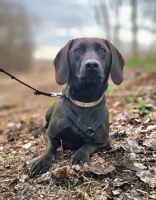 Szent Ferenc Állatotthon Alapítvány, barna male Vizsla for adoption at Szent Ferenc Állatotthon — photo 4 of 5