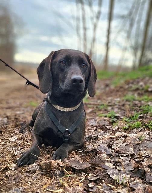 Szent Ferenc Állatotthon Alapítvány, barna male Vizsla for adoption at Szent Ferenc Állatotthon — photo 5 of 5