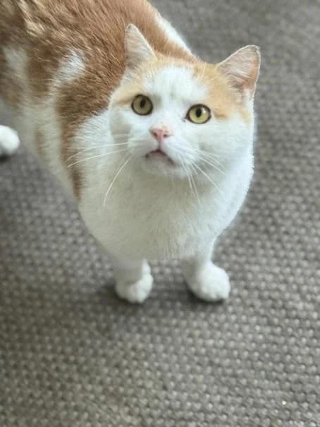 Szent Ferenc Állatotthon Alapítvány, vörös/vörös-fehér male mixed breed for adoption at Szent Ferenc Állatotthon