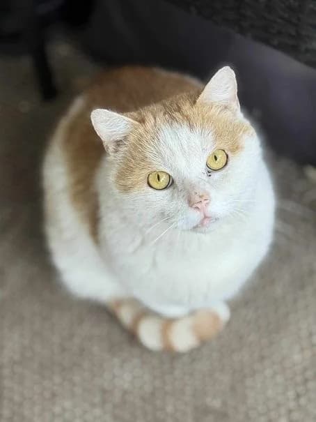 Szent Ferenc Állatotthon Alapítvány, vörös/vörös-fehér male mixed breed for adoption at Szent Ferenc Állatotthon — photo 2 of 5