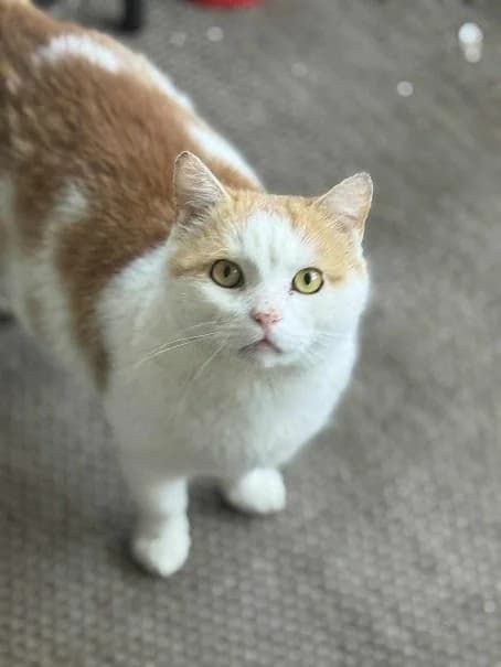 Szent Ferenc Állatotthon Alapítvány, vörös/vörös-fehér male mixed breed for adoption at Szent Ferenc Állatotthon — photo 3 of 5