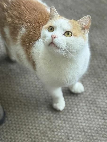 Szent Ferenc Állatotthon Alapítvány, vörös/vörös-fehér male mixed breed for adoption at Szent Ferenc Állatotthon — photo 4 of 5