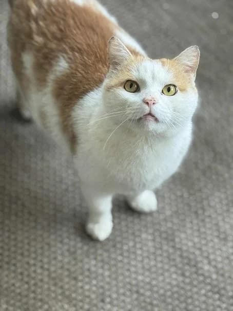 Szent Ferenc Állatotthon Alapítvány, vörös/vörös-fehér male mixed breed for adoption at Szent Ferenc Állatotthon — photo 5 of 5