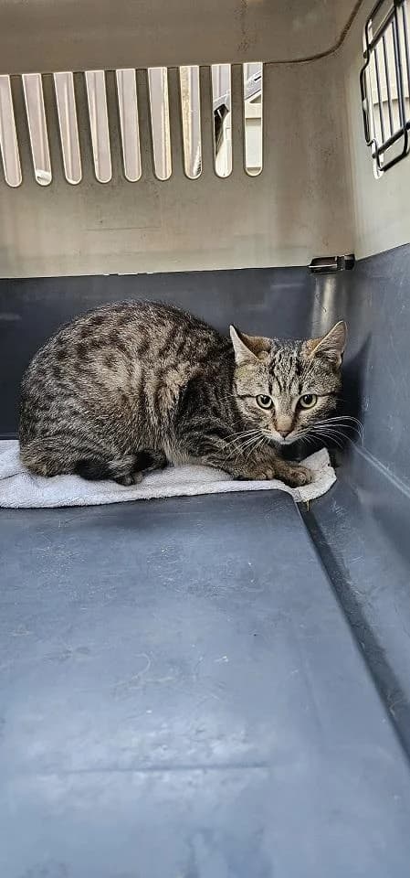 Szent Ferenc Állatotthon Alapítvány, fehér-cirmos female mixed breed for adoption at Szent Ferenc Állatotthon