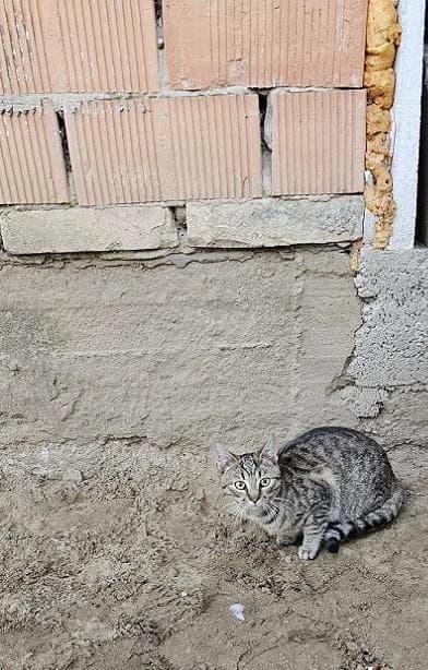 Szent Ferenc Állatotthon Alapítvány, fehér-cirmos female mixed breed for adoption at Szent Ferenc Állatotthon — photo 2 of 4