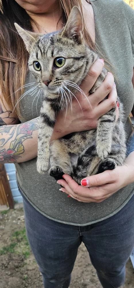 Szent Ferenc Állatotthon Alapítvány, fehér-cirmos female mixed breed for adoption at Szent Ferenc Állatotthon — photo 3 of 4