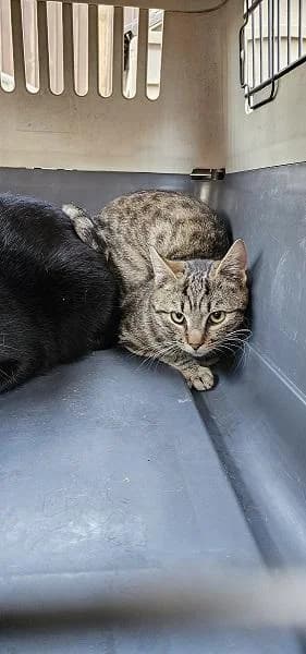 Szent Ferenc Állatotthon Alapítvány, fehér-cirmos female mixed breed for adoption at Szent Ferenc Állatotthon — photo 4 of 4