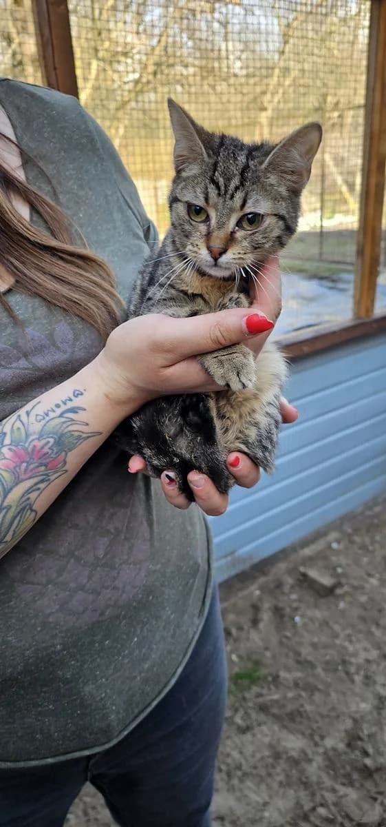 Szent Ferenc Állatotthon Alapítvány, cirmos (szürke vagy barna) male mixed breed for adoption at Szent Ferenc Állatotthon