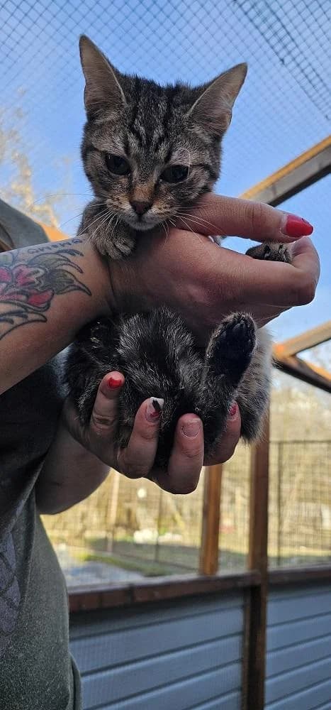 Szent Ferenc Állatotthon Alapítvány, cirmos (szürke vagy barna) male mixed breed for adoption at Szent Ferenc Állatotthon — photo 2 of 3