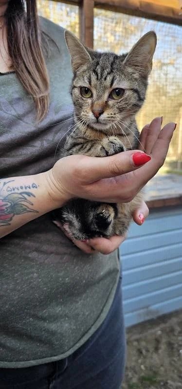 Szent Ferenc Állatotthon Alapítvány, cirmos (szürke vagy barna) male mixed breed for adoption at Szent Ferenc Állatotthon — photo 3 of 3