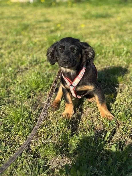 Dabasi Macaron, fekete-cser male young mixed breed for adoption at Szent Ferenc Állatotthon