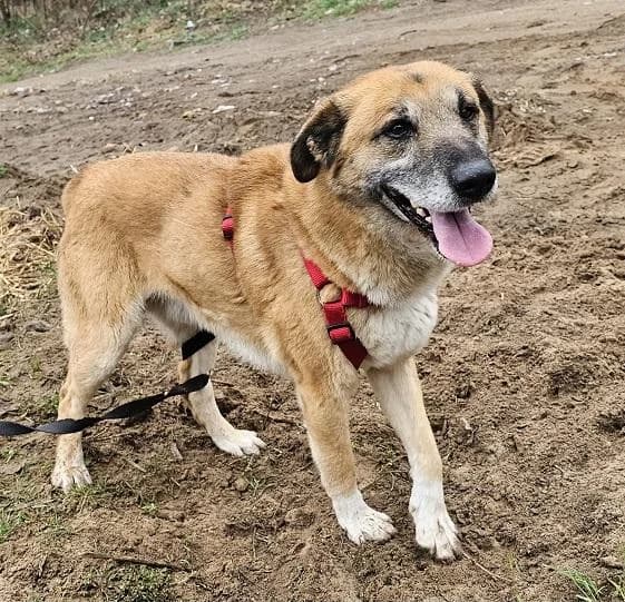 Újhartyáni Riki, vörös male 4yo mixed breed for adoption at Szent Ferenc Állatotthon
