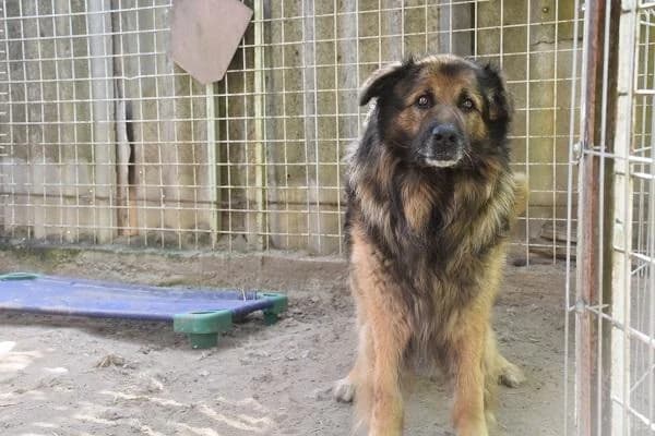 Inárcsi Jhonny, ordas male senior mixed breed for adoption at Szent Ferenc Állatotthon