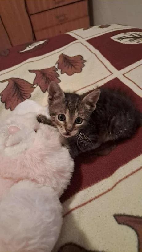 Szent Ferenc Állatotthon Alapítvány, cirmos (szürke vagy barna) male mixed breed for adoption at Szent Ferenc Állatotthon