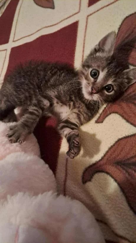 Szent Ferenc Állatotthon Alapítvány, cirmos (szürke vagy barna) male mixed breed for adoption at Szent Ferenc Állatotthon — photo 2 of 4