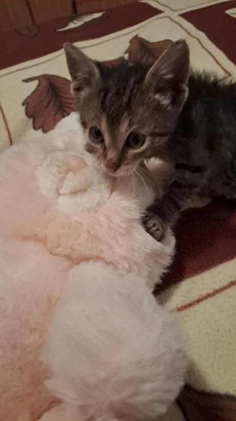 Szent Ferenc Állatotthon Alapítvány, cirmos (szürke vagy barna) male mixed breed for adoption at Szent Ferenc Állatotthon — photo 3 of 4