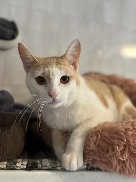 Szent Ferenc Állatotthon Alapítvány, vörös/vörös-fehér male mixed breed for adoption at Szent Ferenc Állatotthon