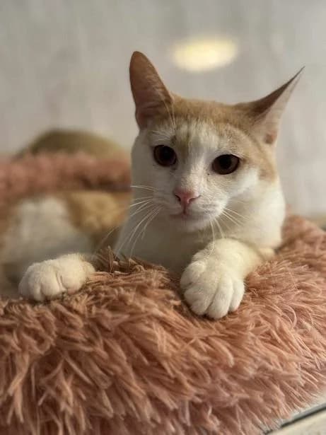 Szent Ferenc Állatotthon Alapítvány, vörös/vörös-fehér male mixed breed for adoption at Szent Ferenc Állatotthon — photo 2 of 5