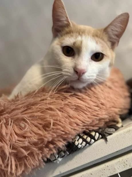 Szent Ferenc Állatotthon Alapítvány, vörös/vörös-fehér male mixed breed for adoption at Szent Ferenc Állatotthon — photo 3 of 5