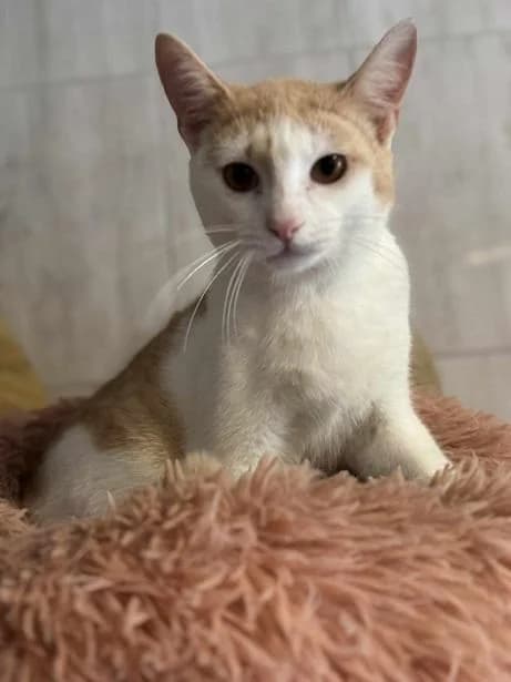 Szent Ferenc Állatotthon Alapítvány, vörös/vörös-fehér male mixed breed for adoption at Szent Ferenc Állatotthon — photo 4 of 5