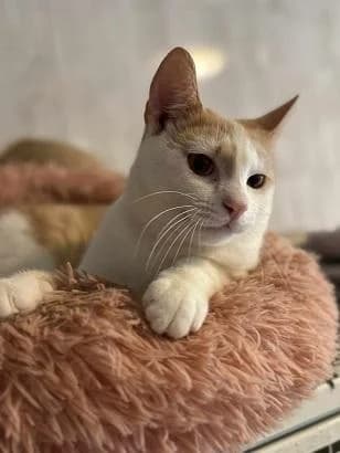 Szent Ferenc Állatotthon Alapítvány, vörös/vörös-fehér male mixed breed for adoption at Szent Ferenc Állatotthon — photo 5 of 5