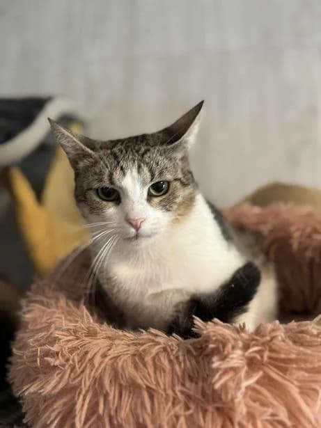 Szent Ferenc Állatotthon Alapítvány, fehér-cirmos female mixed breed for adoption at Szent Ferenc Állatotthon