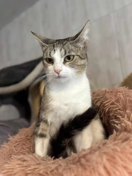 Szent Ferenc Állatotthon Alapítvány, fehér-cirmos female mixed breed for adoption at Szent Ferenc Állatotthon — photo 2 of 4