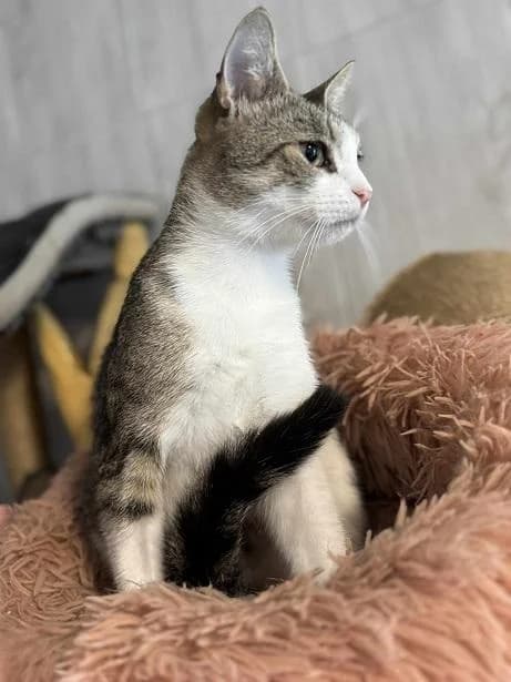 Szent Ferenc Állatotthon Alapítvány, fehér-cirmos female mixed breed for adoption at Szent Ferenc Állatotthon — photo 3 of 4