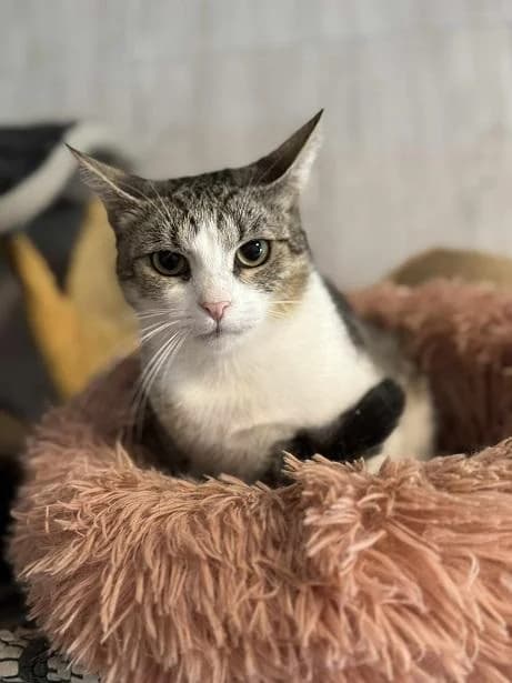 Szent Ferenc Állatotthon Alapítvány, fehér-cirmos female mixed breed for adoption at Szent Ferenc Állatotthon — photo 4 of 4