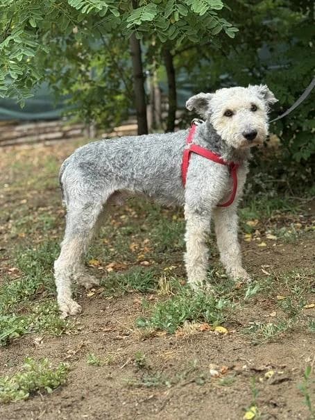 Dabasi Szimatúr, szürke male 6yo mixed breed for adoption at Szent Ferenc Állatotthon